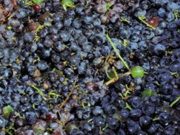 “Federviti” in assemblea, sotto esame gli scenari e le prospettive