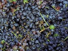 “Federviti” in assemblea, sotto esame gli scenari e le prospettive