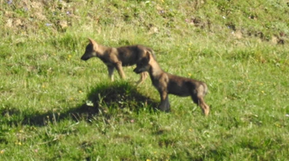 Ilanz (Canton Grigioni), tre giovani lupi alla… luce del sole