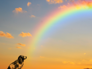 Besitzerin schwer verletzt, zwei treue Hunde sterben im Hausbrand