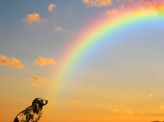 Besitzerin schwer verletzt, zwei treue Hunde sterben im Hausbrand