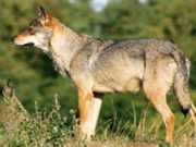 Val Poschiavo, lupo ucciso da colpo d’arma da fuoco: inchiesta in corso