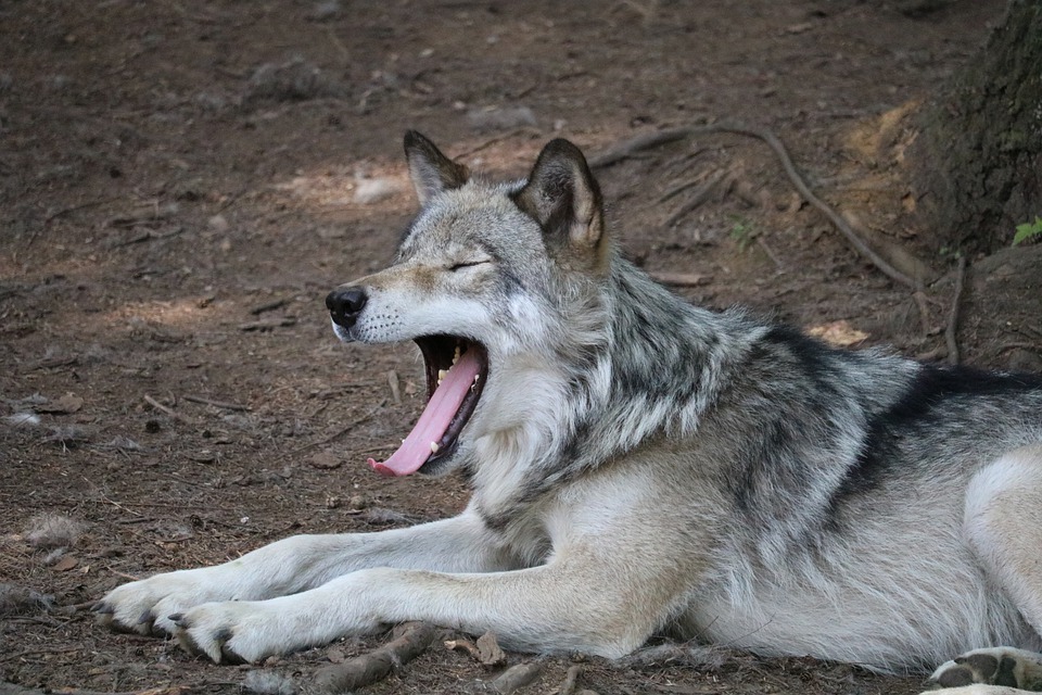 Termen (Kanton Wallis): Toter Wolf entdeckt
