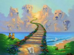 Tragödie am Gleis: Mann riskiert alles für seinen Hund