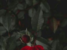 Giganten der See: Todeswellen reißen Menschen beim Pier auf Teneriffa mit