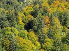 Fuochi all’aperto, divieto revocato in Ticino (ma non nel Grigioni italiano)