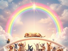 Verängstigter Hirsch irrt an Autobahneinfahrt umher: Es musste erlöst werden