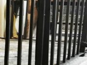 Ladri sacrileghi dalla Romania, depredate almeno quattro chiese