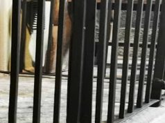 Lugano, sesso con minori: in carcere 32enne recidivo e pluricondannato