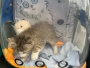 Zoll stoppt illegale Einfuhr von Alkohol, Fleisch und Katze durch Kolumbianer