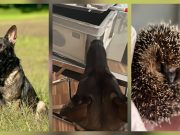 Heldin des Tages: Polizei-Hündin Kaya rettet Igel