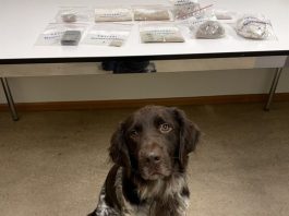 Albanischer Drogenkurier dank Spürhund Faro mit Heroin verhaftet