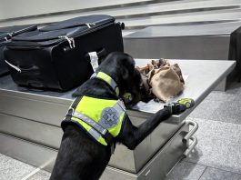 Sensationeller Fund am Flughafen: Zollhund Gino stoppt illegalen Artenschmuggel