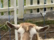 Ziege überrascht alle, und landet auf dem Hausdach