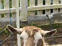 Ziege überrascht alle, und landet auf dem Hausdach