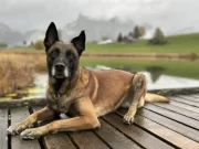 Wädenswil: 49-jähriger Kosovar durch Polizeihund im Wald gestellt