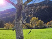 La foto del giorno / “Trottinette” impiccata all’albero, malcreanza al potere