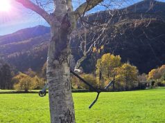 La foto del giorno / “Trottinette” impiccata all’albero, malcreanza al potere
