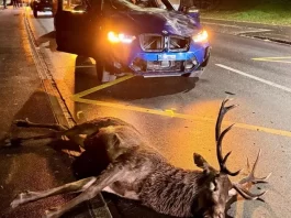 Ein Moment der Nacht, der ein Leben kostete: Trauriger Wildunfall in Nendeln