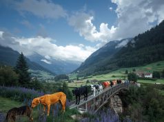 Elf Hunde die in einer Tierpension aufgehoben waren: fanden ihren letzten Atemzug