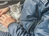 Herz an Samtpfote: So rührend bringt Sankt Galler Polizei eine entlaufene Katze zurück nach Hause