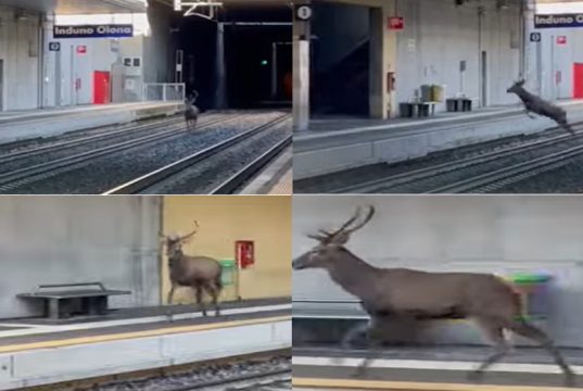 Mendrisio-Varese via rotaia: si aspetta il treno, ma arriva un… cervo