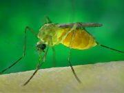 Virus “West Nile”, primo caso autoctono. Le autorità: nessun rischio