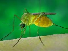 Virus “West Nile”, primo caso autoctono in Ticino. Le autorità: nessun rischio