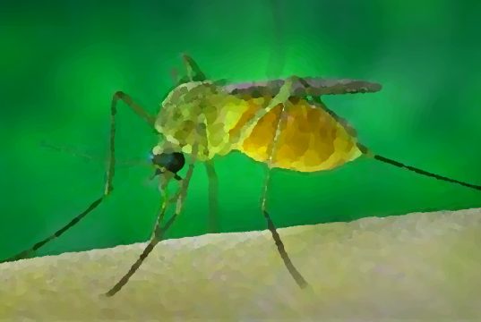 Virus “West Nile”, primo caso autoctono in Ticino. Le autorità: nessun rischio