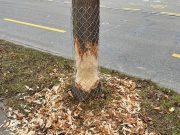 Feuerwehreinsatz in Uster (Kanton Zürich) wegen Biberfraß: Baum muss vorsorglich gefällt werden