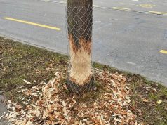 Feuerwehreinsatz in Uster (Kanton Zürich) wegen Biberfraß: Baum muss vorsorglich gefällt werden