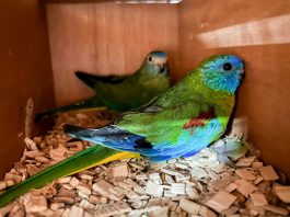 Drei portugiesische Staatsangehörige in internationalen Schmuggel geschützter Vögel beteiligt