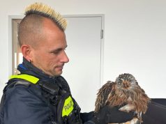 Herzzerreißender Einsatz in Uster: Polizei rettet schwer verletzten Rotmilan