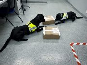 Bravo Polizeihunde: Gino und Bailey schlagen wieder zu