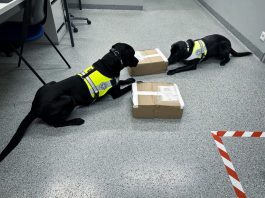 Bravo Polizeihunde: Gino und Bailey schlagen wieder zu