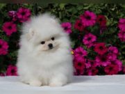 Zwei Frauen erwischt beim Zwergspitz-Welpen Schmuggel