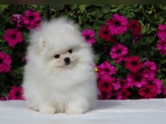 Zwei Frauen erwischt beim Zwergspitz-Welpen Schmuggel