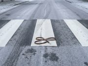 Schande: Hund überfahren und geflüchtet