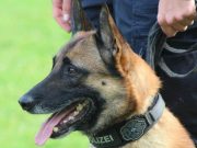 Schweizer Polizei schnappt französischen Einbrecher mit Polizeihund Enox