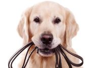 Achtung: Ab 1. April gilt im Kanton Luzern Leinenpflicht, und wer sich nicht daran hält, zahlt!