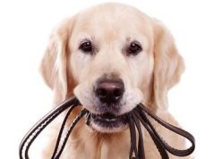 Achtung: Ab 1. April gilt im Kanton Luzern Leinenpflicht, und wer sich nicht daran hält, zahlt!