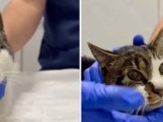 Grausame Katzen-Vergewaltigung in einem ruhigen Viertel Roms: Täter noch immer auf freiem Fuß