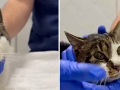 Grausame Katzen-Vergewaltigung in einem ruhigen Viertel Roms: Täter noch immer auf freiem Fuß