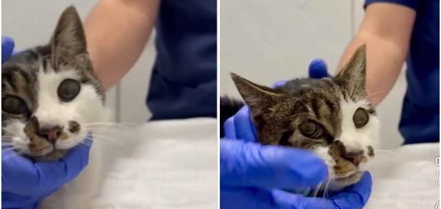 rosi gattina stuprata