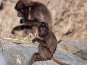 Zoo Zürich: Tötung von zehn Dscheladas war “einzige Lösung”, doch längst nicht alle sind einverstanden