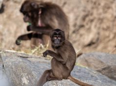 Zoo Zürich: Tötung von zehn Dscheladas war “einzige Lösung”, doch längst nicht alle sind einverstanden