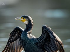 Auenstein (Kanton Aargau): Ein lauter Knall mitten im Naturschutzgebiet sorgt für Aufregung