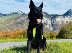 Schweizer Polizeiheld: Diensthund Gin stellt kosovarischen Raser