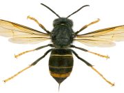 Piante e animali “invasivi”, a Bellinzona un incontro per… capire