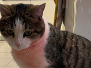 Idioten unterwegs: Kater in Beringen SH mit roter Farbe besprüht